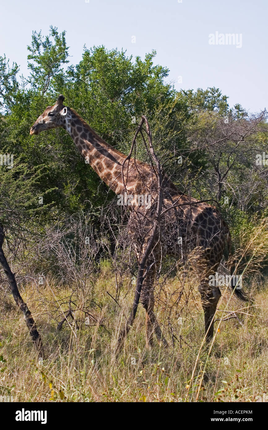 Giraffe moving among trees in Kruger National Park, South Africa Stock Photo