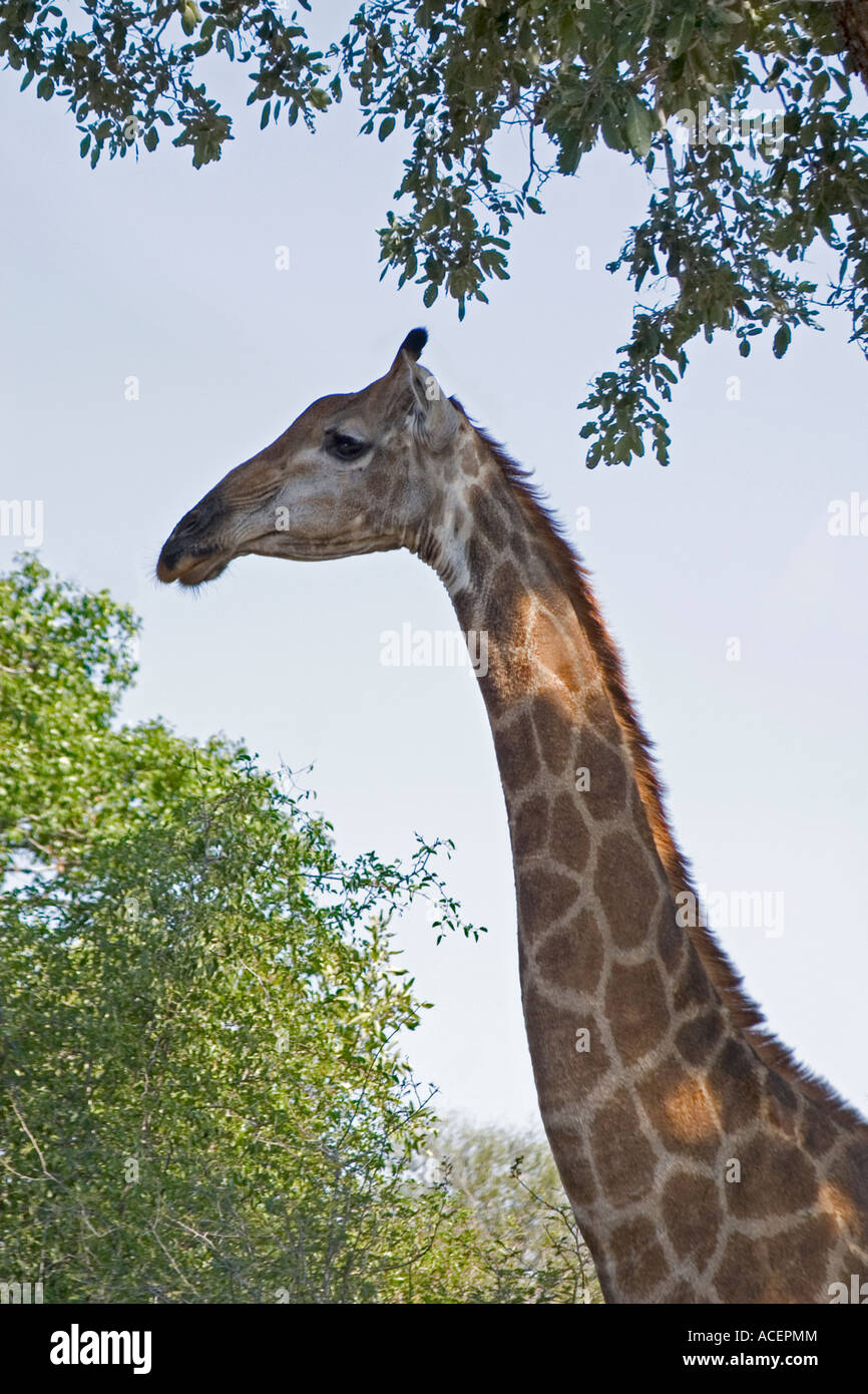 Head and neck of giraffe among trees in Kruger National Park, South Africa Stock Photo