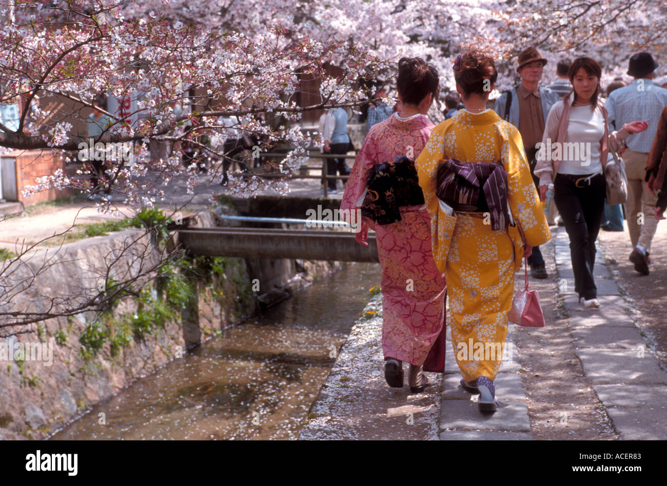 Two women wearing kimono strolling under blossoming cherry trees along Philosophers Path in Kyoto Stock Photo