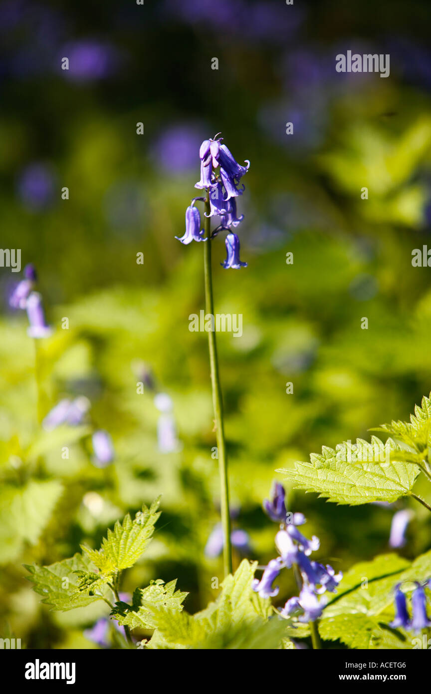 Close up of Bluebell flower in woodland UK Stock Photo