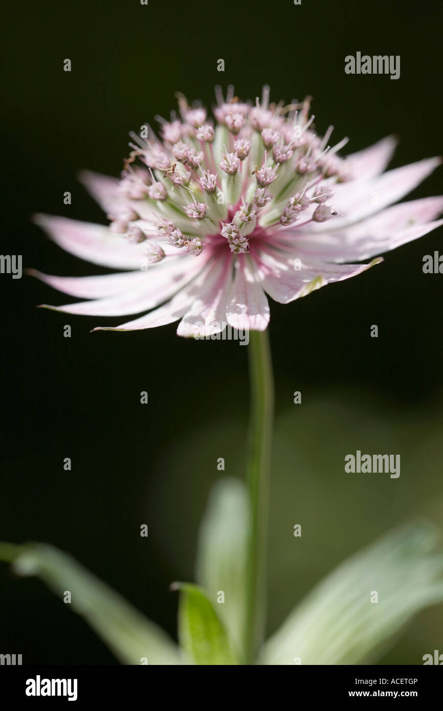 White astrantia flower hi-res stock photography and images - Alamy