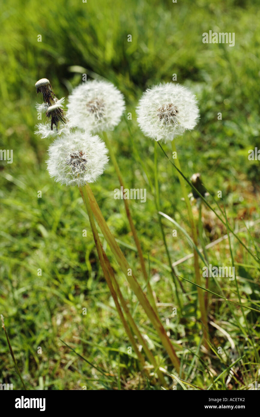 Group of Dandelion 'clocks' flowers Stock Photo