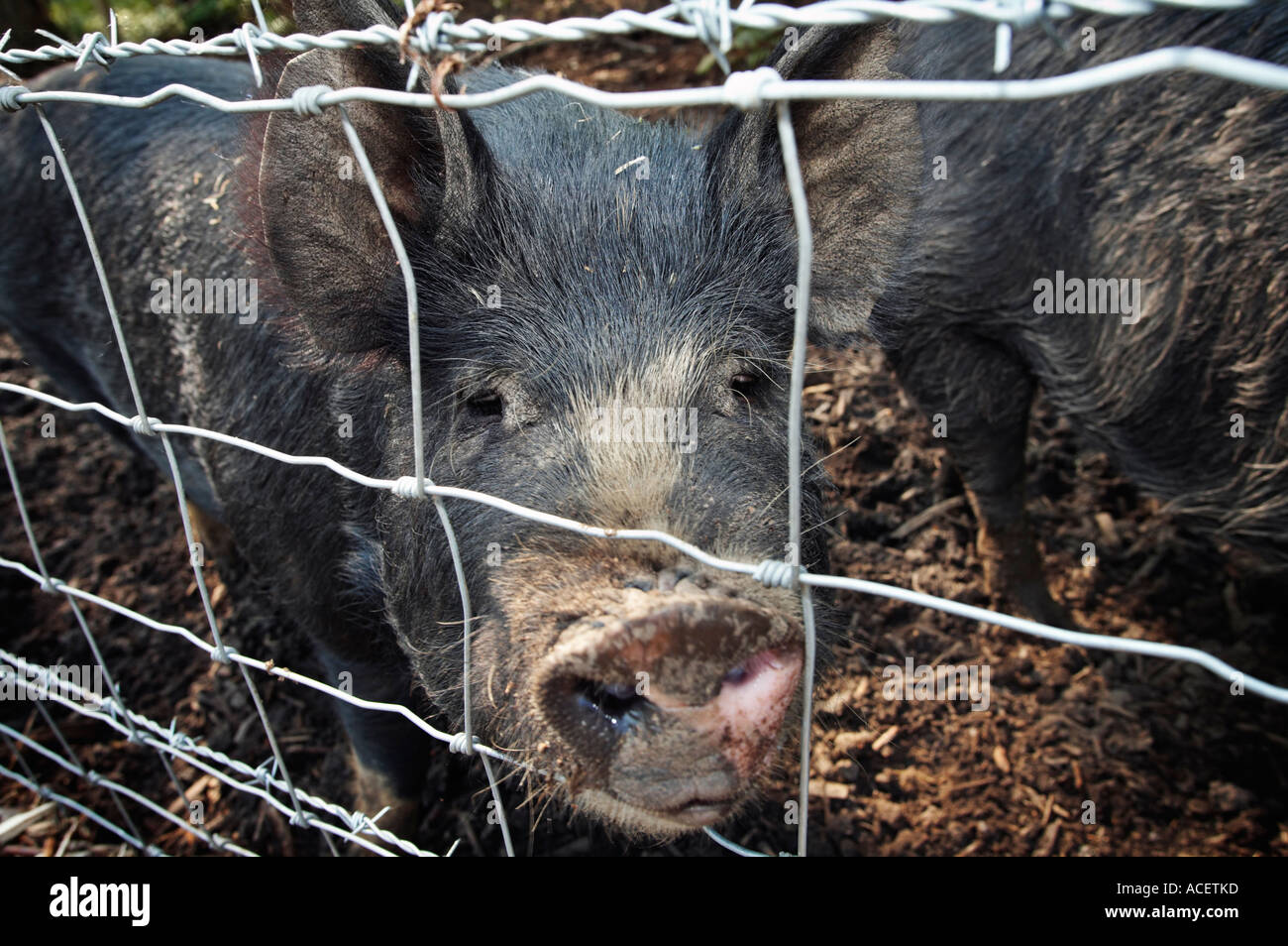 Portrait of a Berkshire pig looking through wire fence Stock Photo