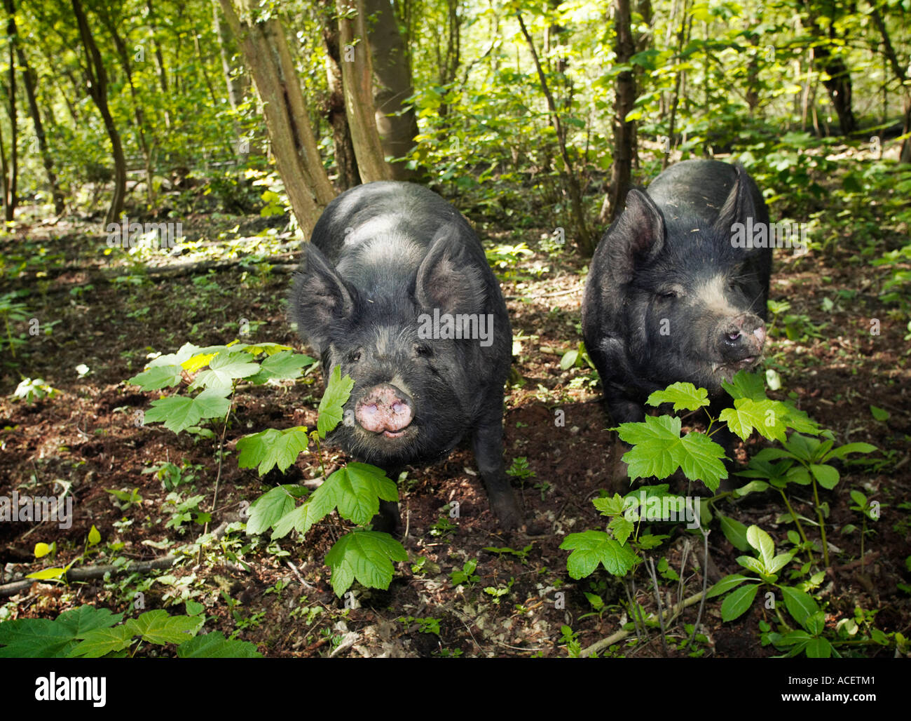Berkshire breed pigs roaming in a woodland enclosure Yorkshire UK Stock Photo