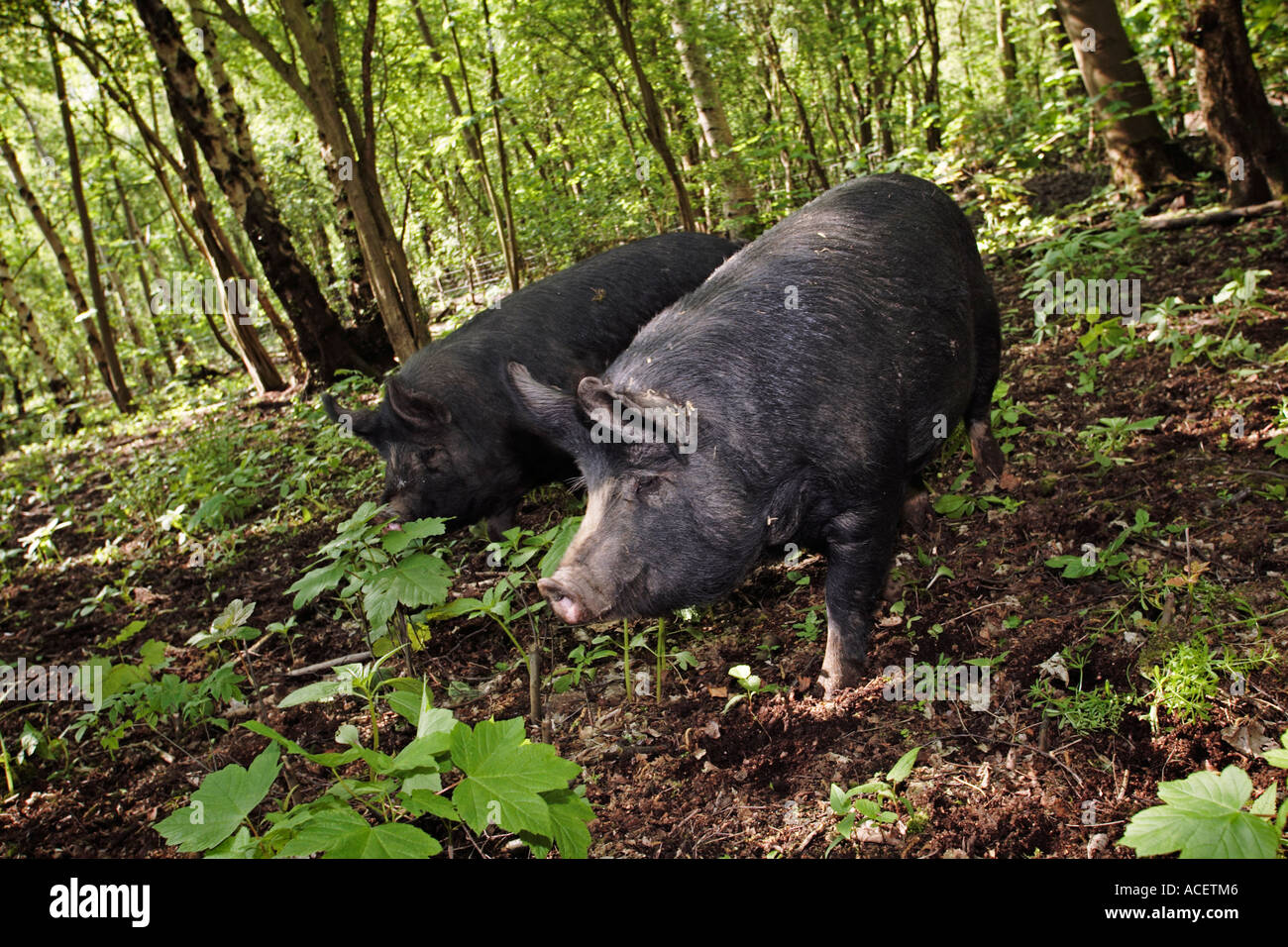 Pair of Berkshire breed pigs roaming in a woodland enclosure Yorkshire UK Stock Photo