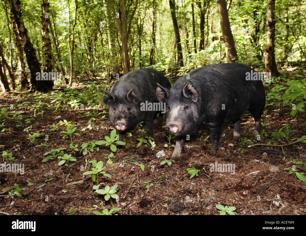 Pair of Berkshire breed pigs roaming in a woodland in Yorkshire UK Stock Photo