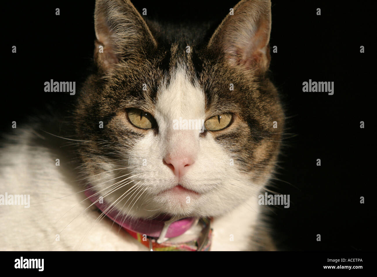 domestic short hair cat Stock Photo