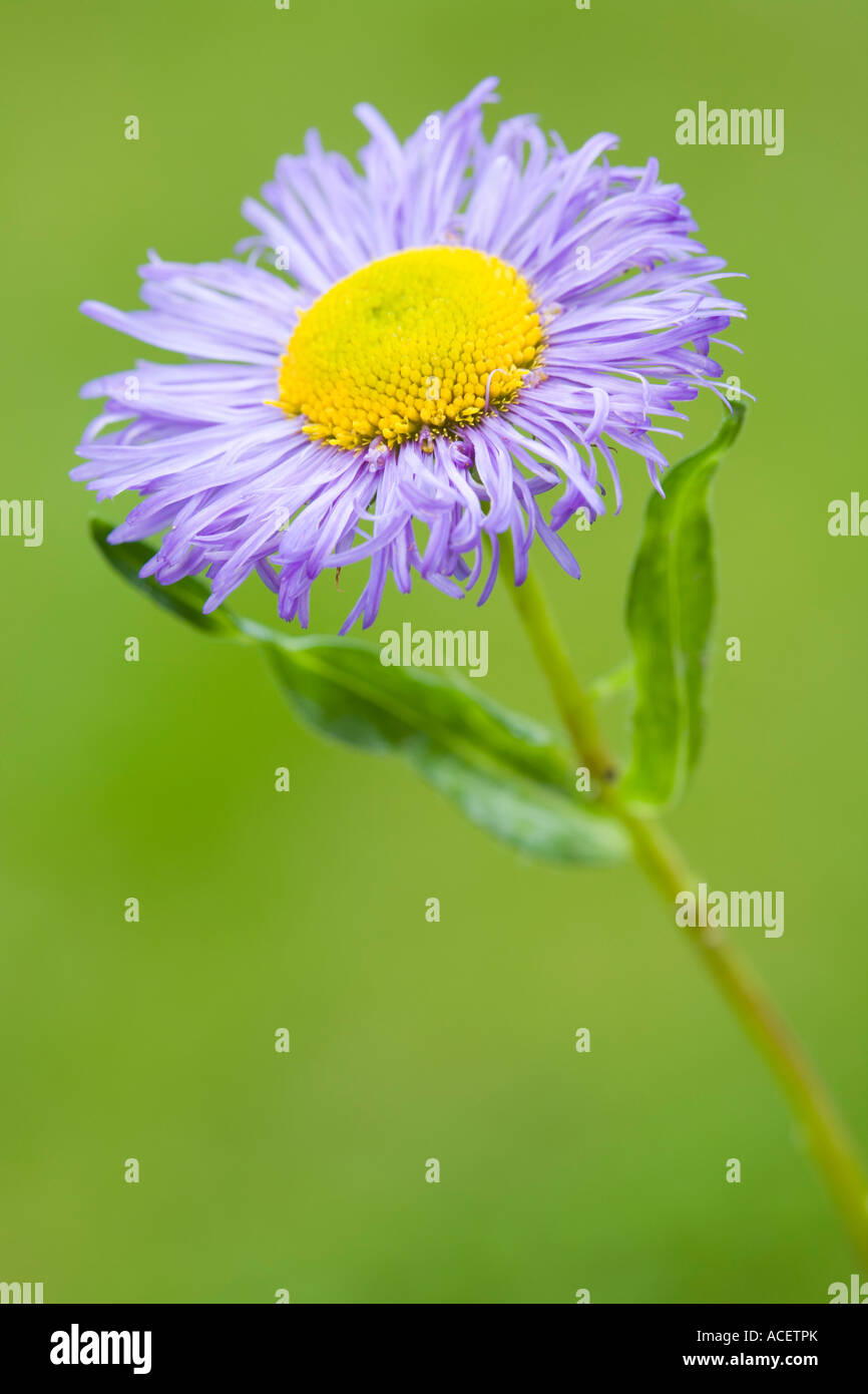 Erigeron Asteraceae/Compositae Stock Photo
