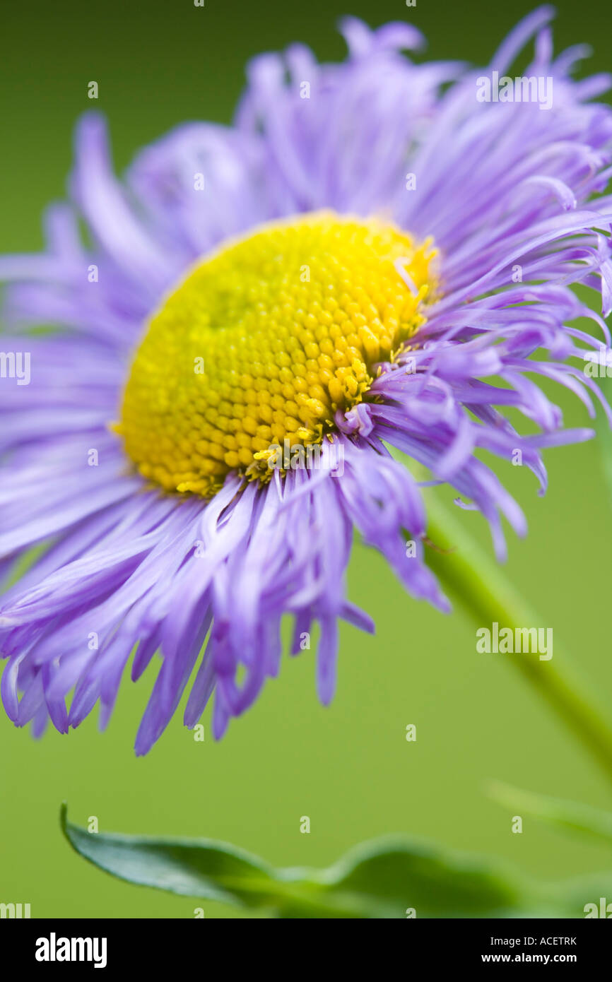 Erigeron Asteraceae/Compositae Stock Photo