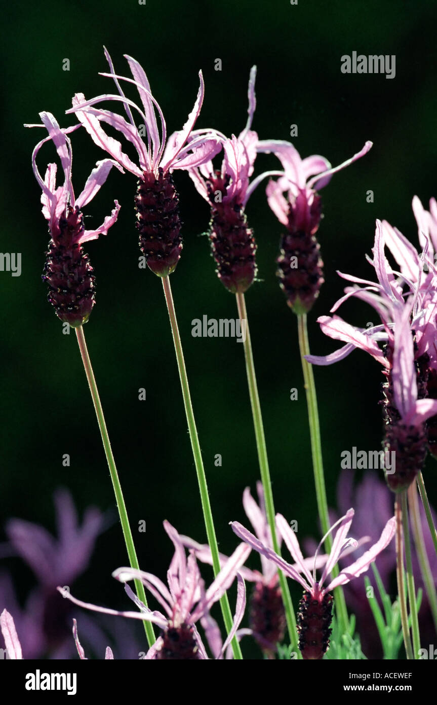 Lavender plants in an English garden UK Stock Photo Alamy