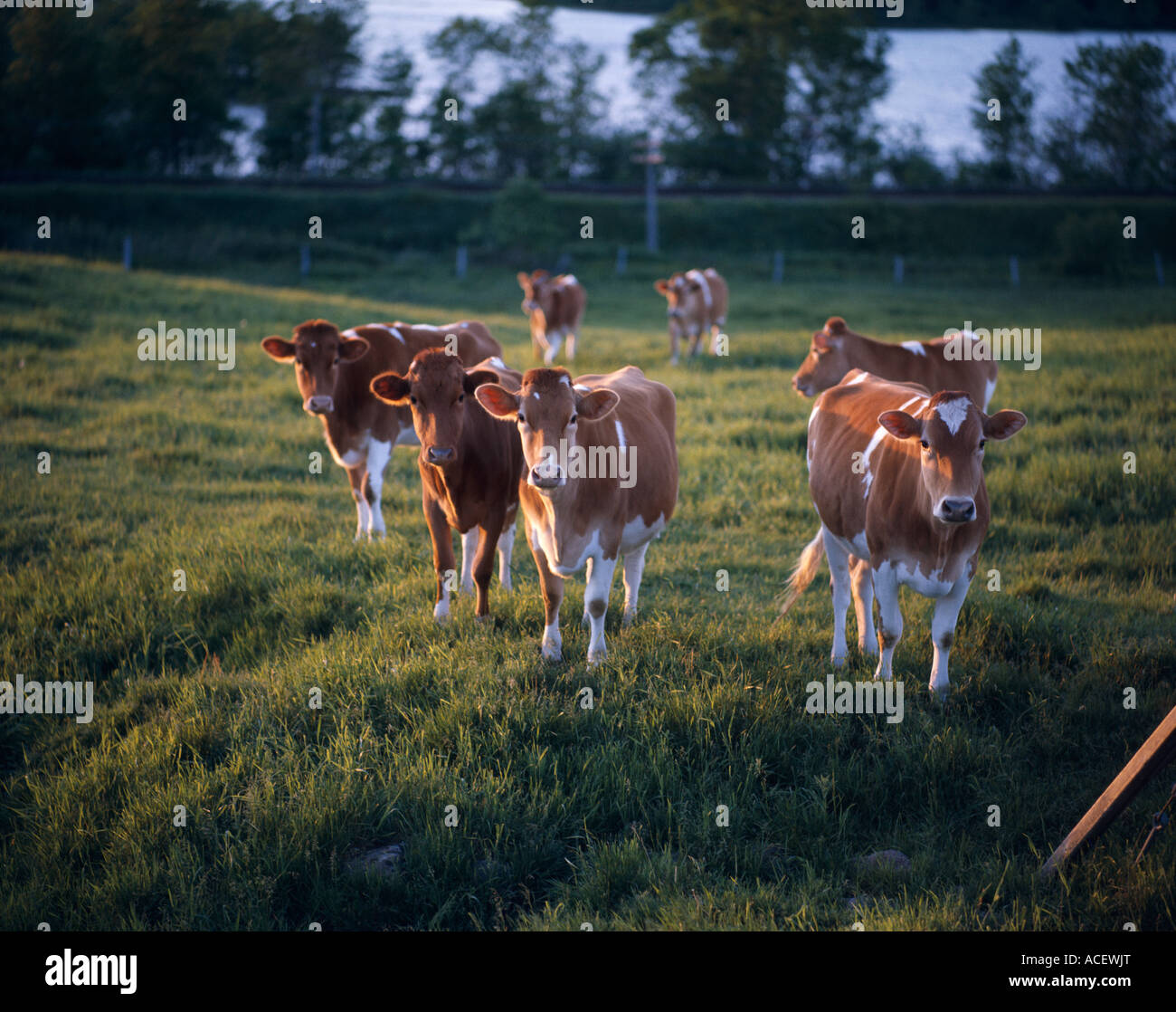 Brown cows in field Stock Photo - Alamy
