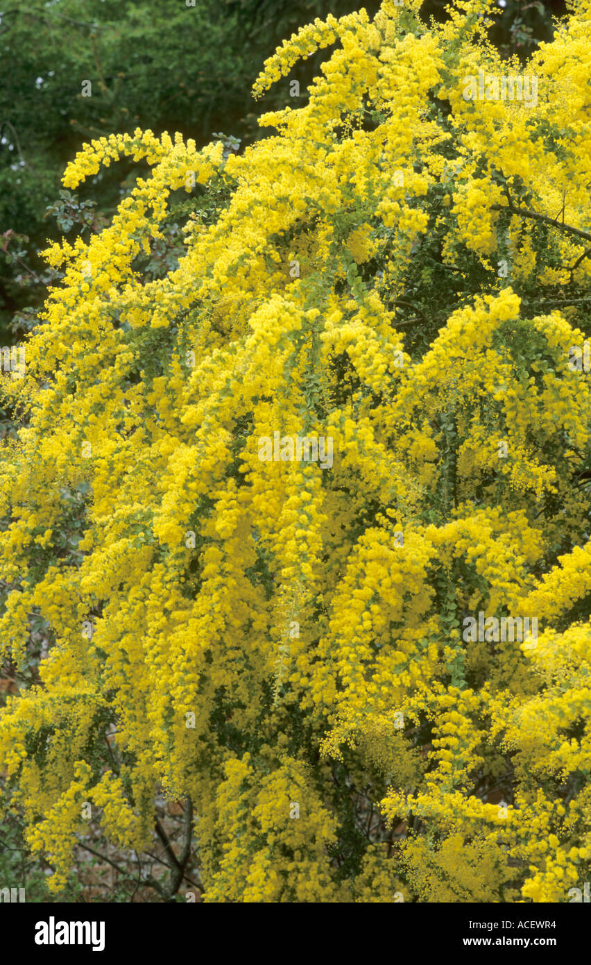 Acacia pravissima, Ovens wattle, mimosa, yellow flowers, acacias Stock Photo
