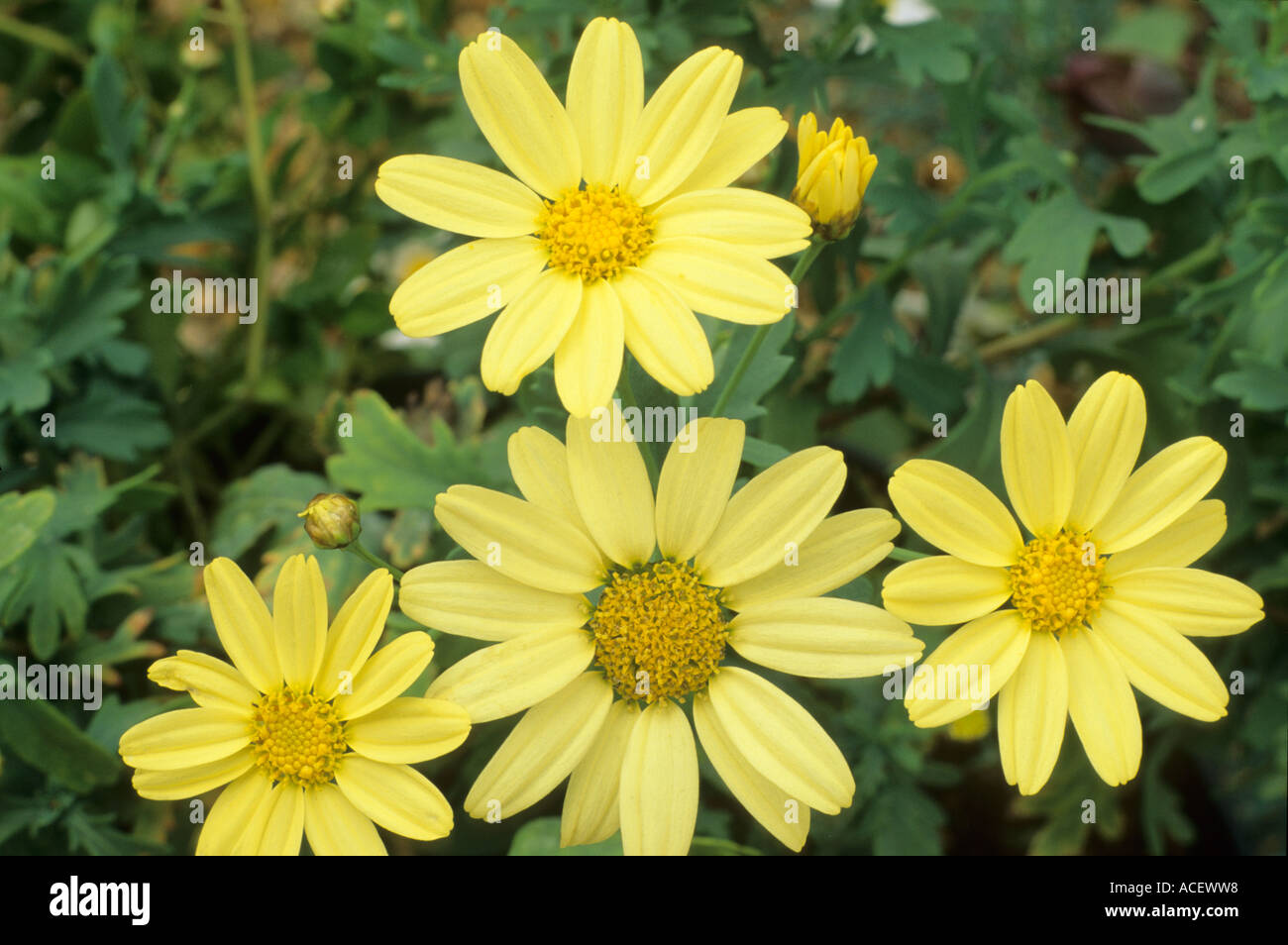 Argyranthemum frutescens maderense Stock Photo Alamy