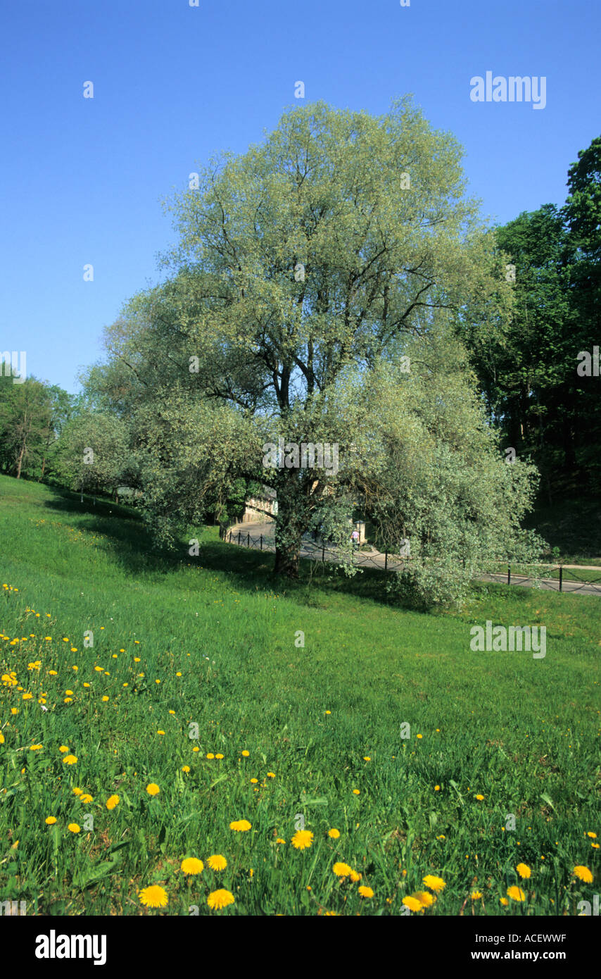 White Willow Salix alba tree in Kandava city park Latvia Stock Photo