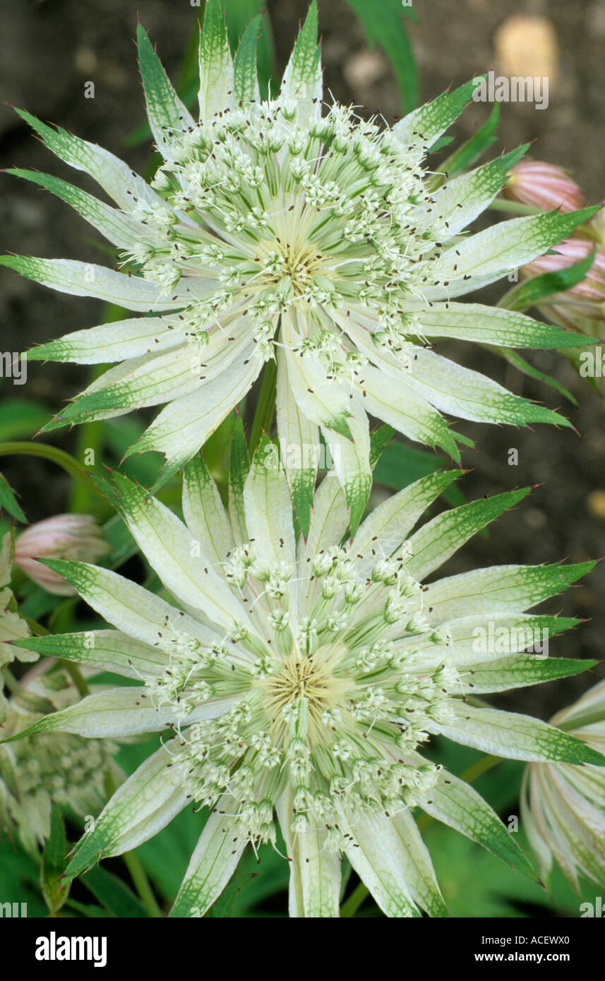 Astrantia major subsp. involucrata 'Shaggy', syn. 'Marjery Fish', Masterwort, white flowers, green tips, astrantias Stock Photo