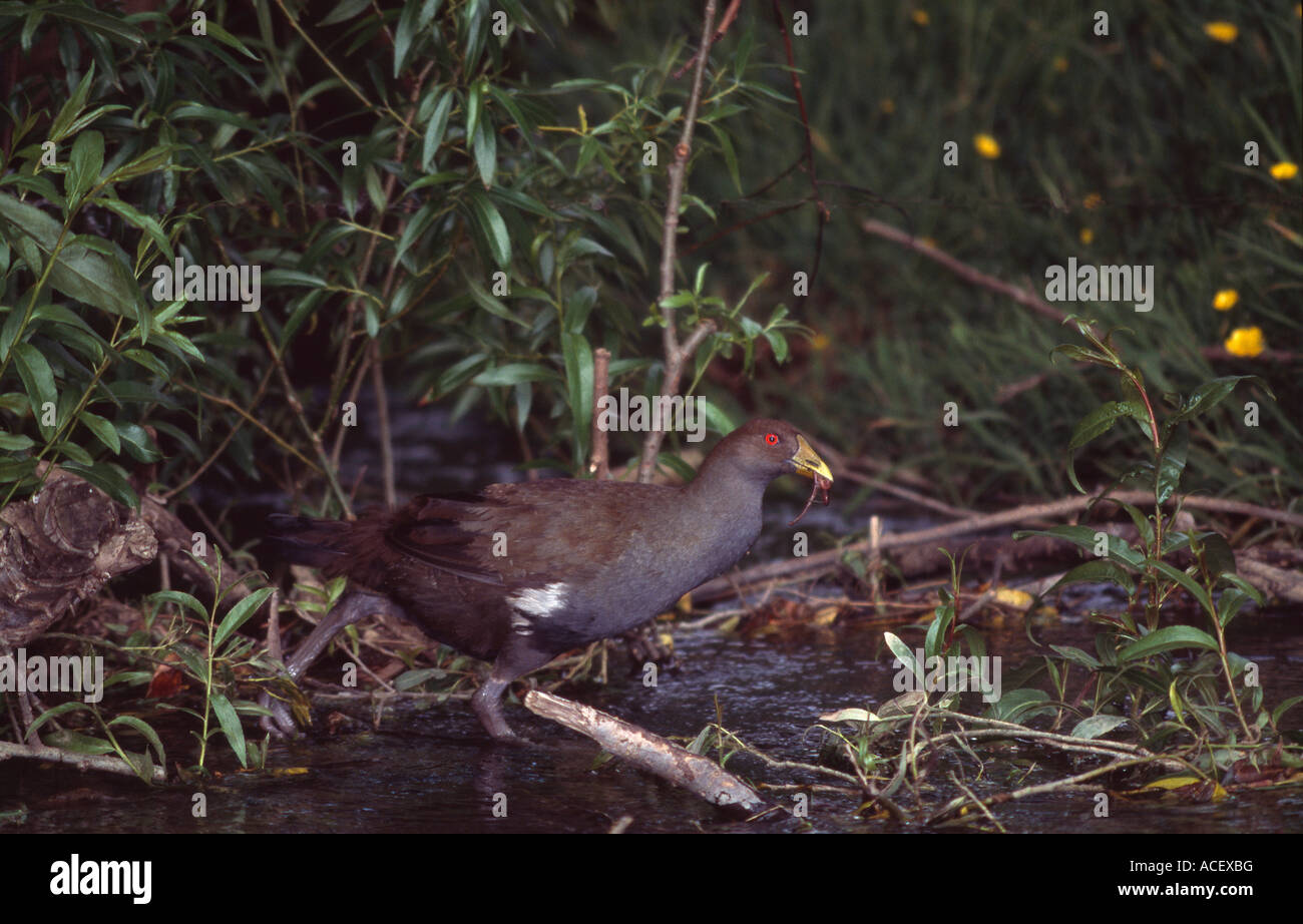 Tasmanian native hen in small stream Stock Photo