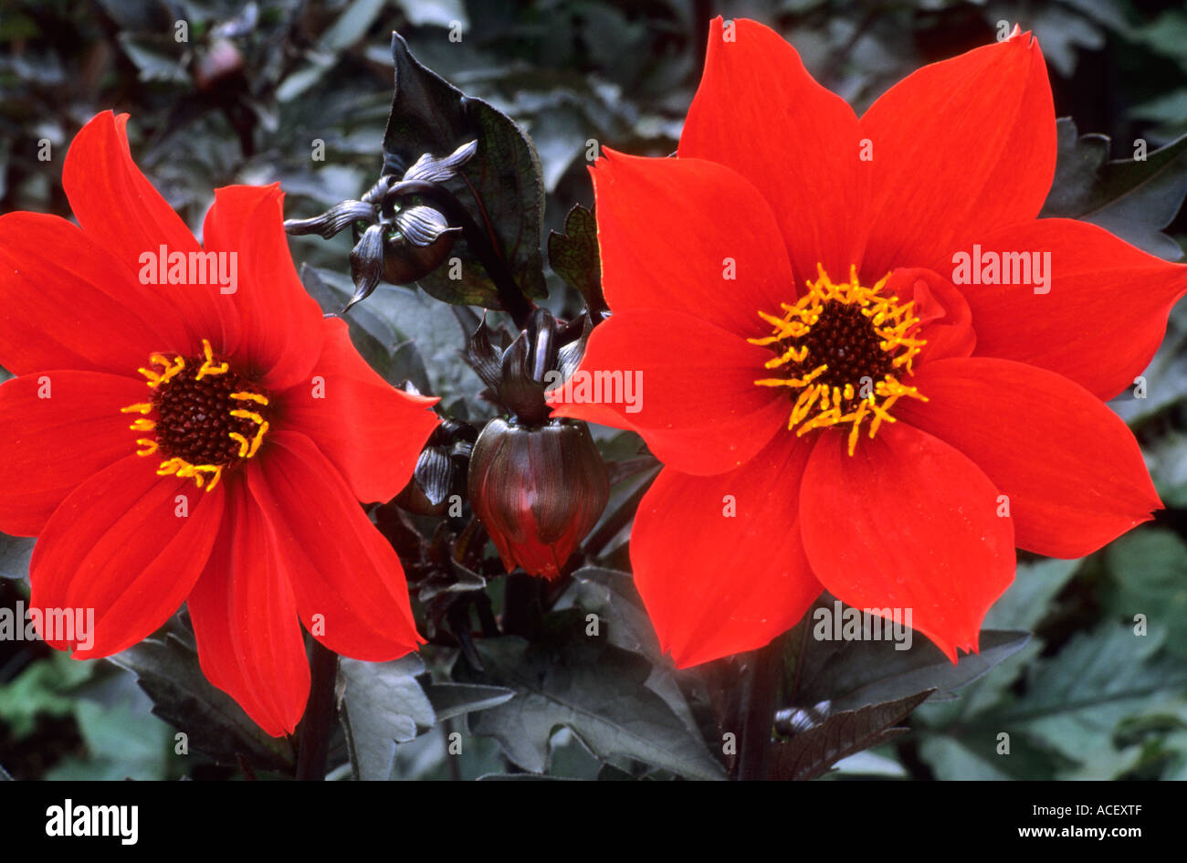 Dahlia Tally Ho single div 1 Stock Photo Alamy