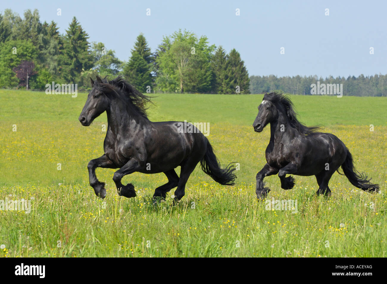 Two Friesian horses galoping in the paddock Stock Photo