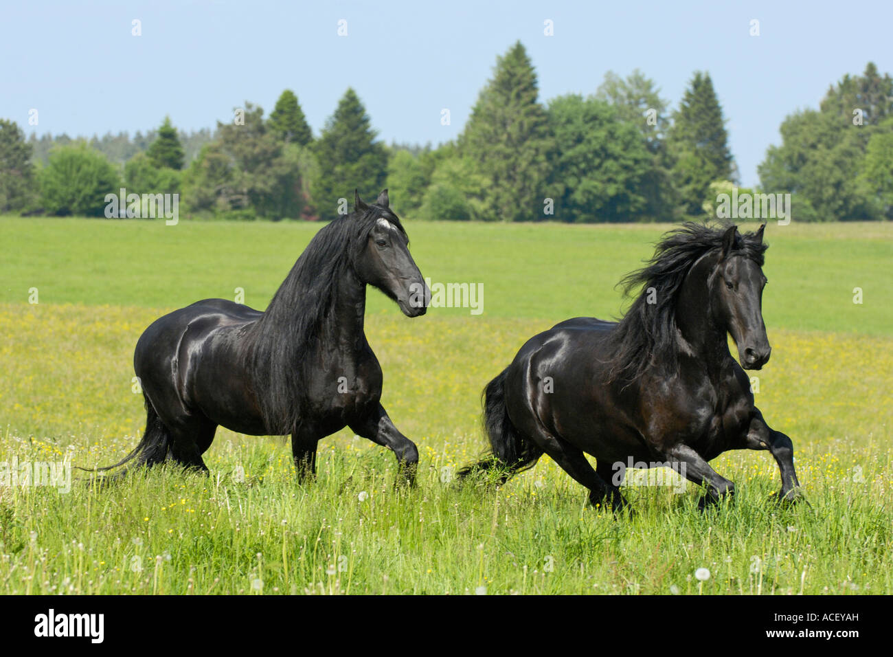 Two Friesian horses galoping in the paddock Stock Photo