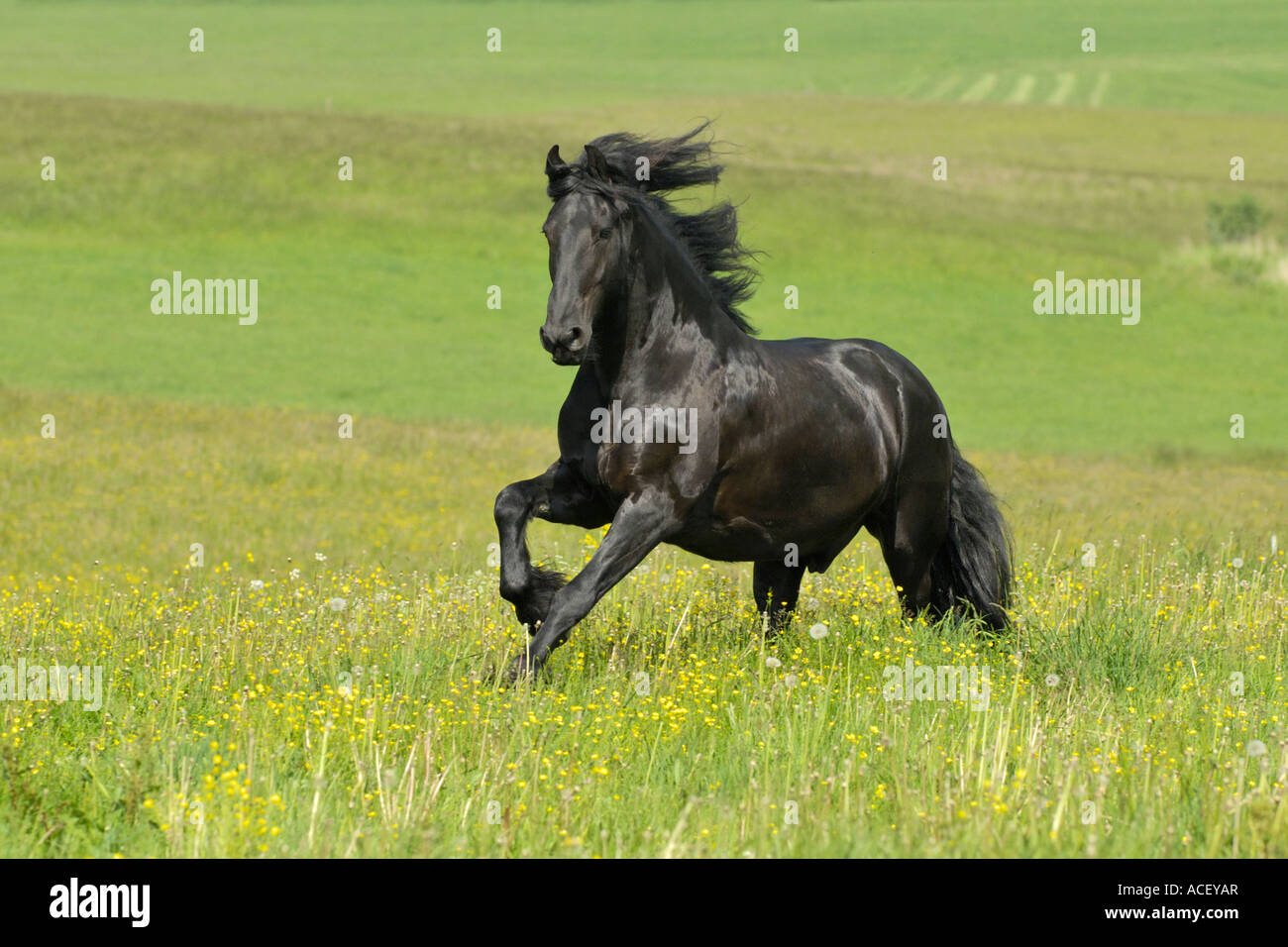 Friesian horse galloping in a meadow Stock Photo