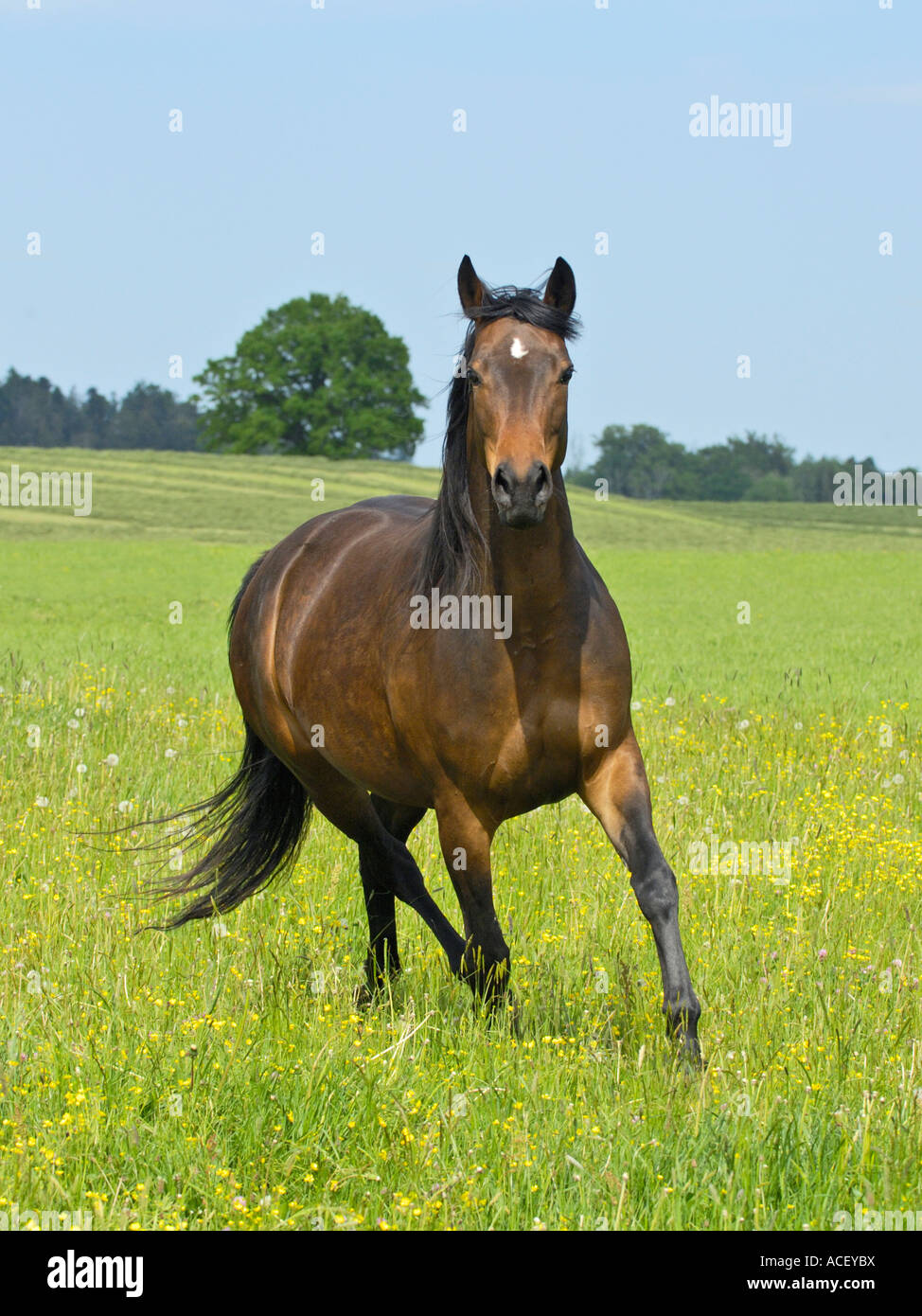Trakehner horse galloping in a flower meadow Stock Photo