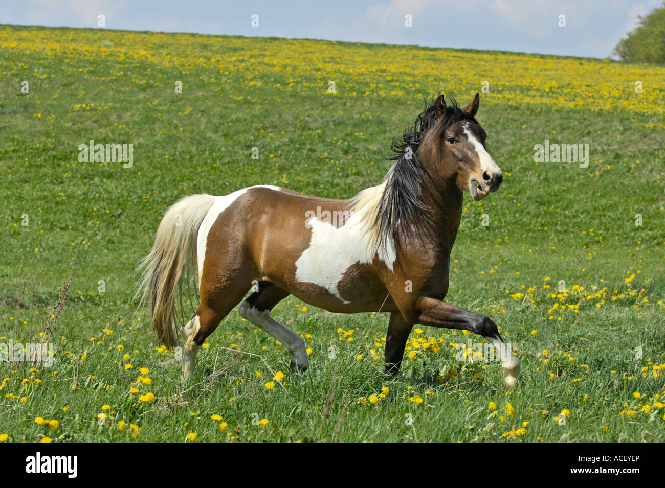 Lewitz pony stallion trotting in a flower meadow Stock Photo