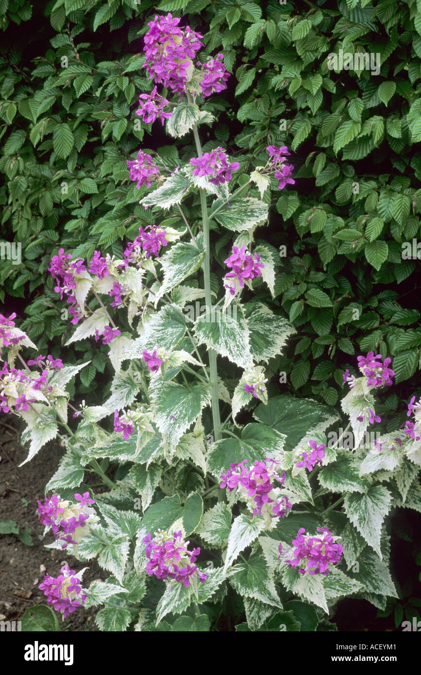 Lunaria annua variegata, variegated Honesty, purple flowers, lunarias Stock Photo