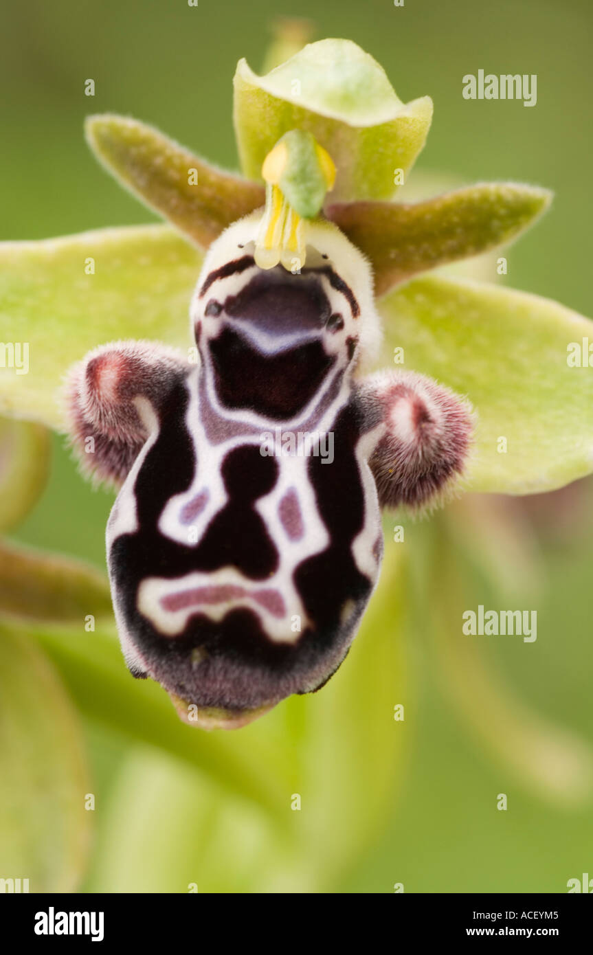 Cyprus Bee Orchid (Ophrys kotschyi) Antifonitis monastery grounds, Valley northeast of Alevkaya Kyrenia Hills Northern Cyprus Stock Photo