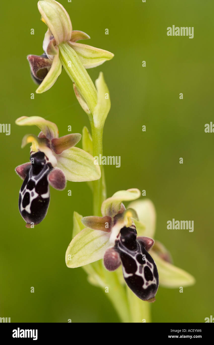 Cyprus Bee Orchid (Ophrys kotschyi) Antifonitis monastery grounds, Valley northeast of Alevkaya, Kyrenia Hills, Northern Cyprus Stock Photo
