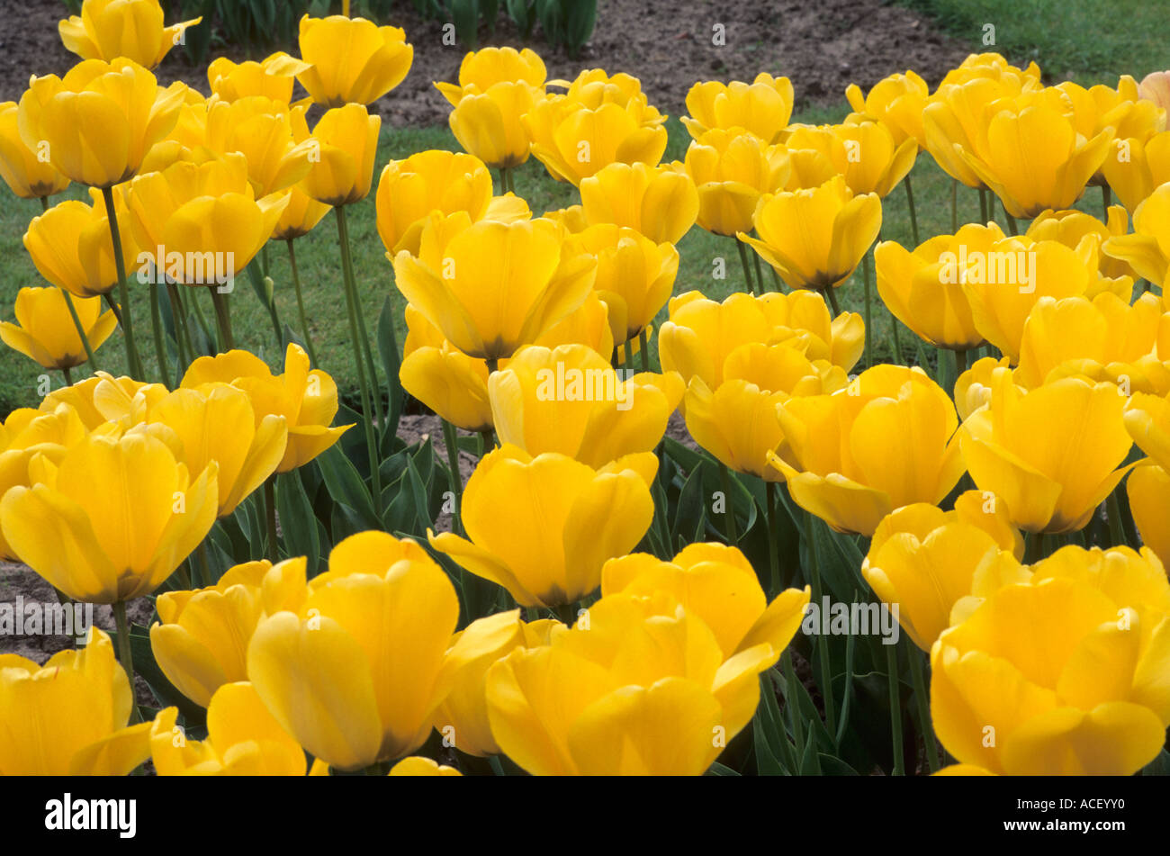 Tulipa Golden Apeldoorn div 4 Stock Photo