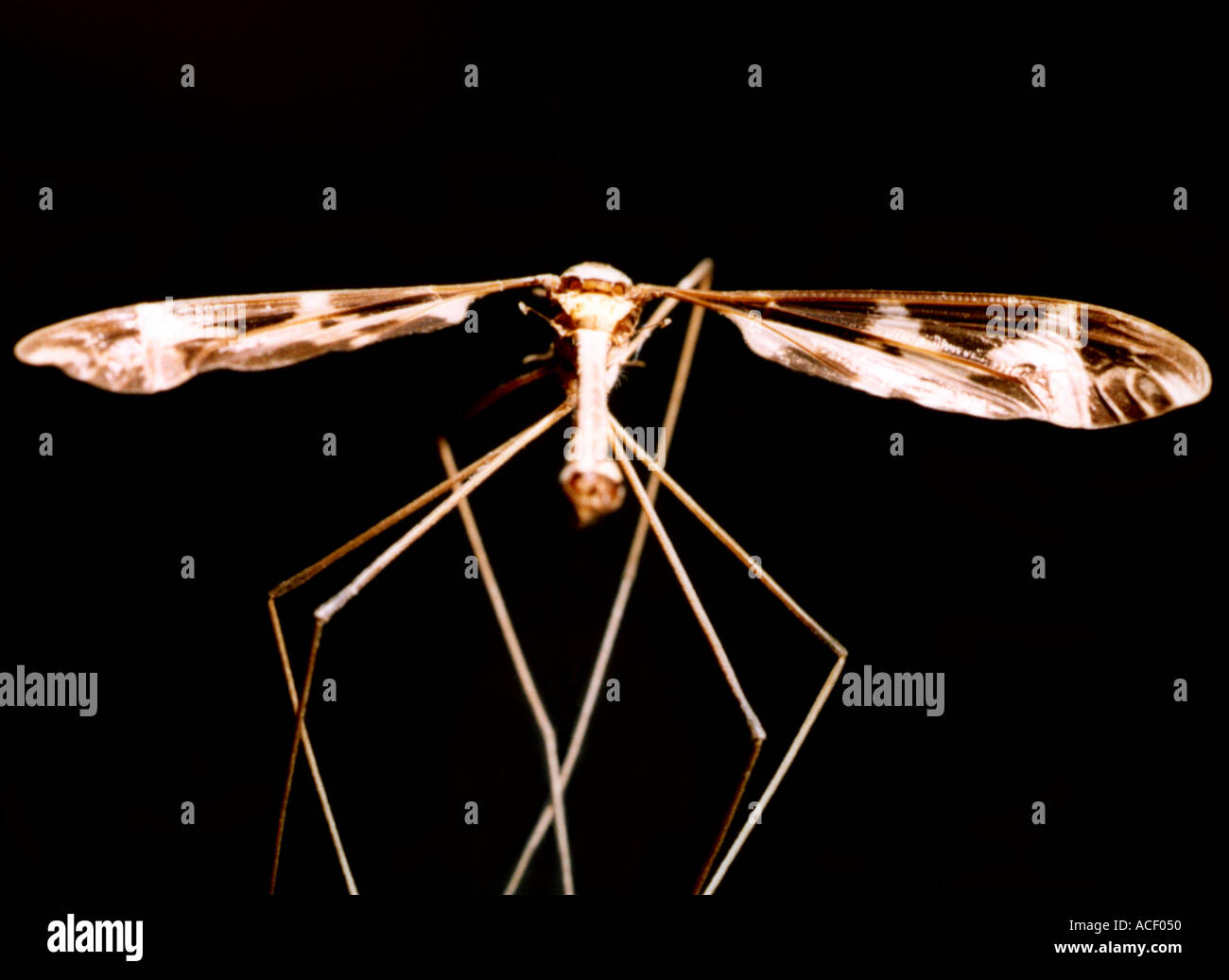6 long black insect legs hi-res stock photography and images - Alamy