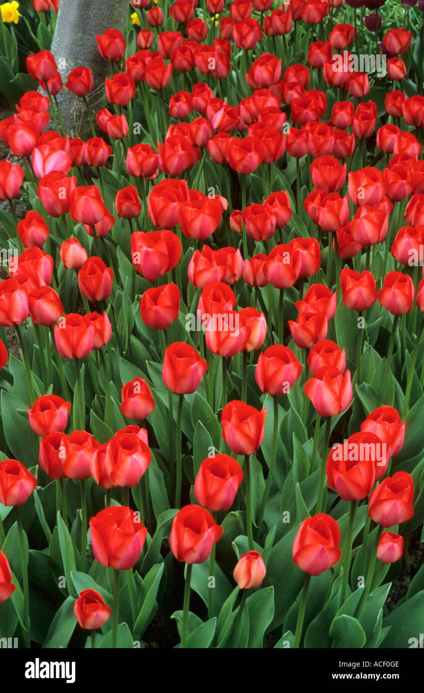 Tulipa 'Gordon Cooper' div. 4 Stock Photo
