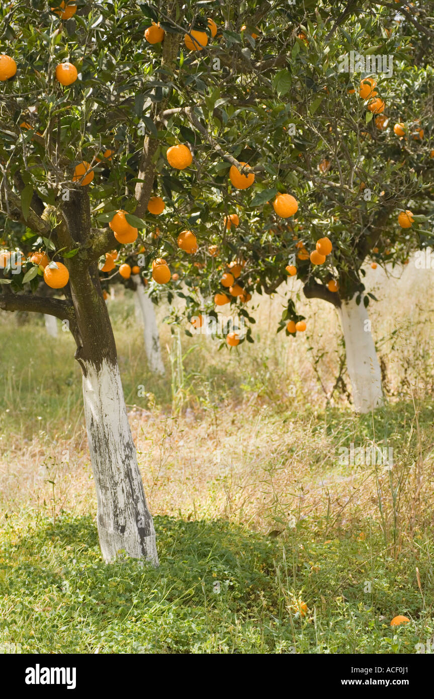 Orange (Citrus aurantium) grove, trees with fruit and whitewash trunks