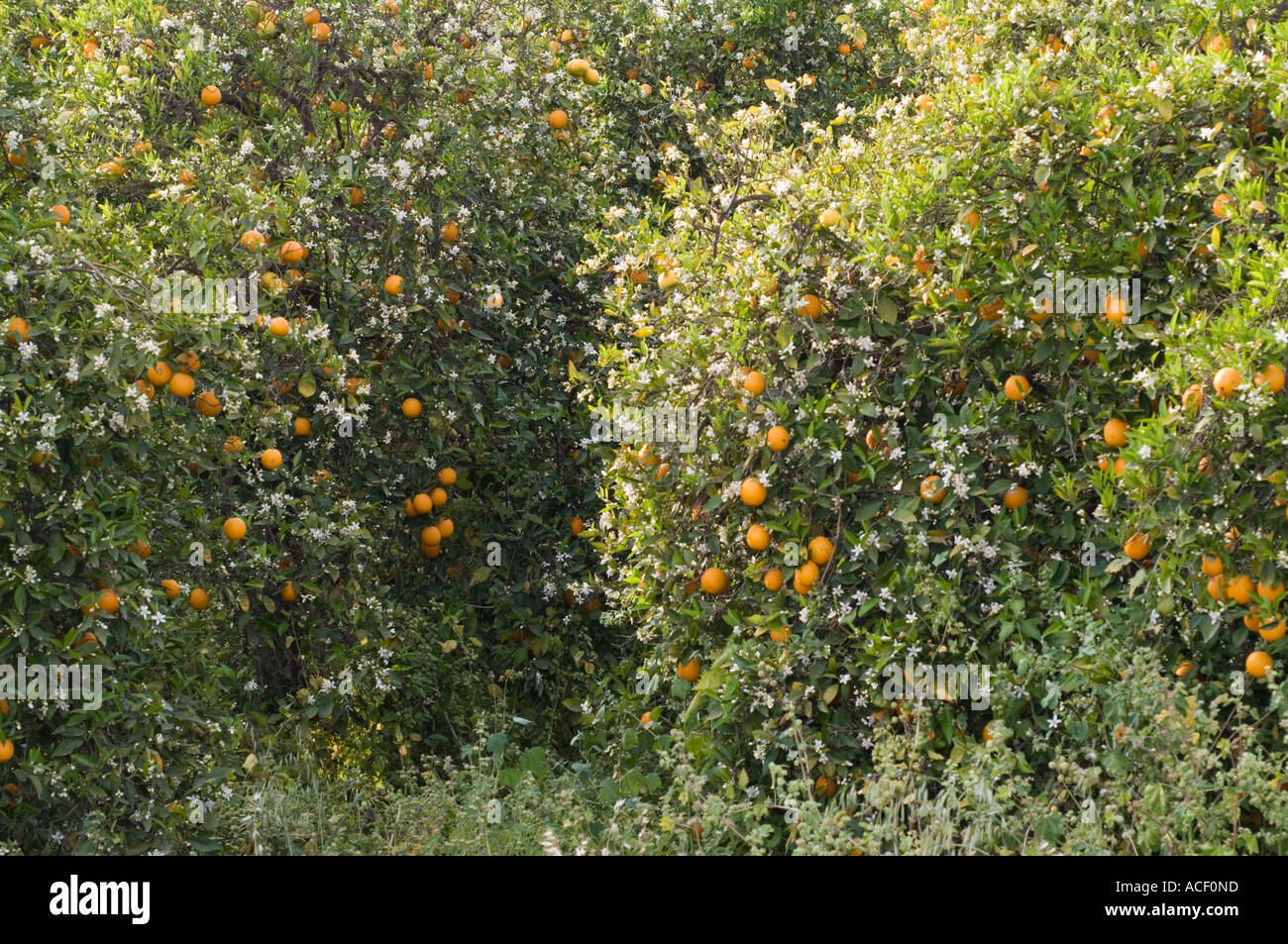 Orange tree (Citrus aurantium) with fruit and blossom, Northern Stock