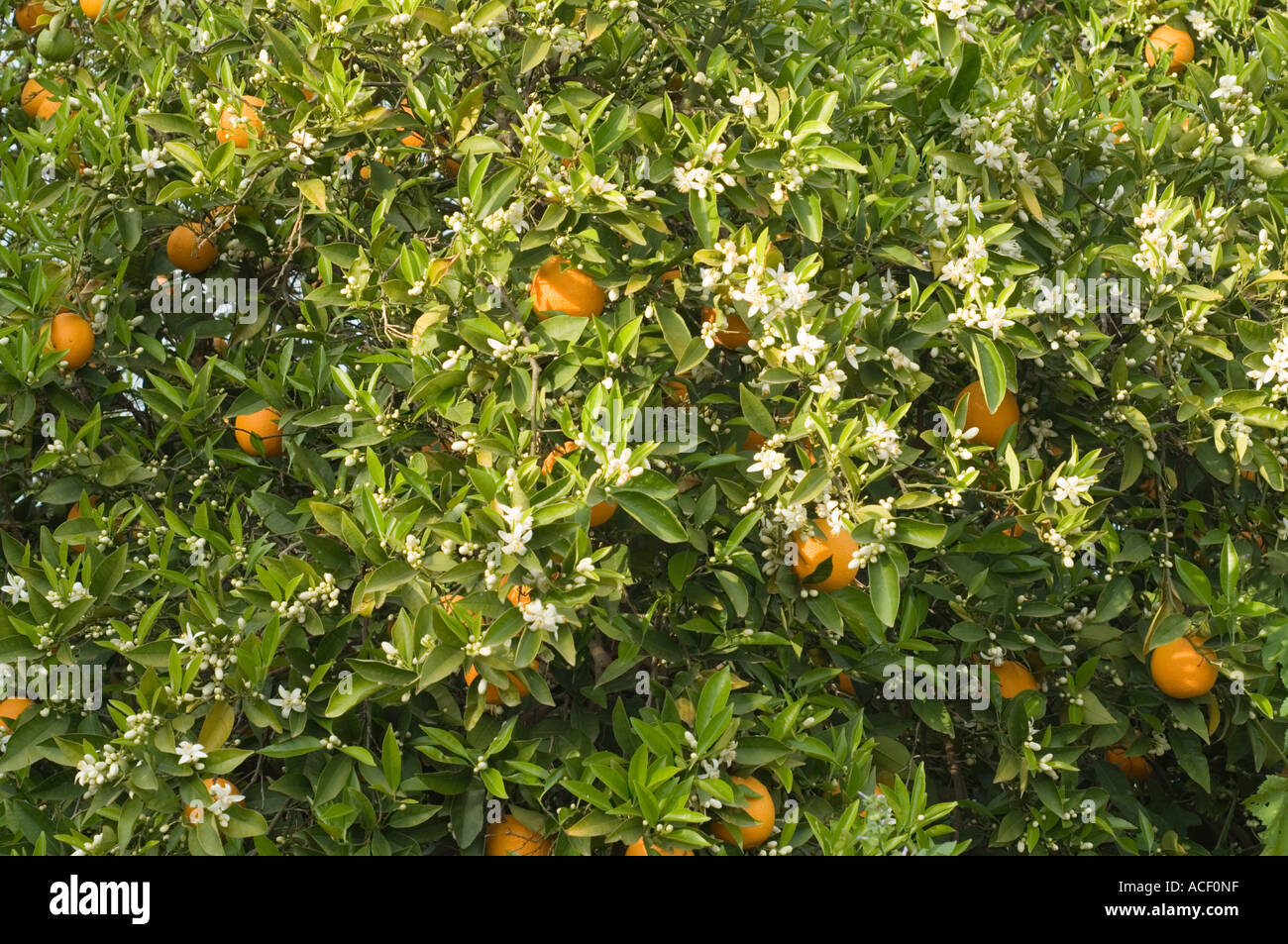Orange tree (Citrus aurantium) with fruit and blossom, Northern Cyprus