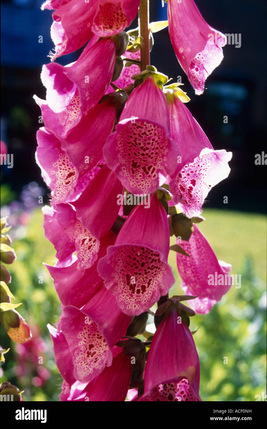 Bell like flowers hires stock photography and images Alamy