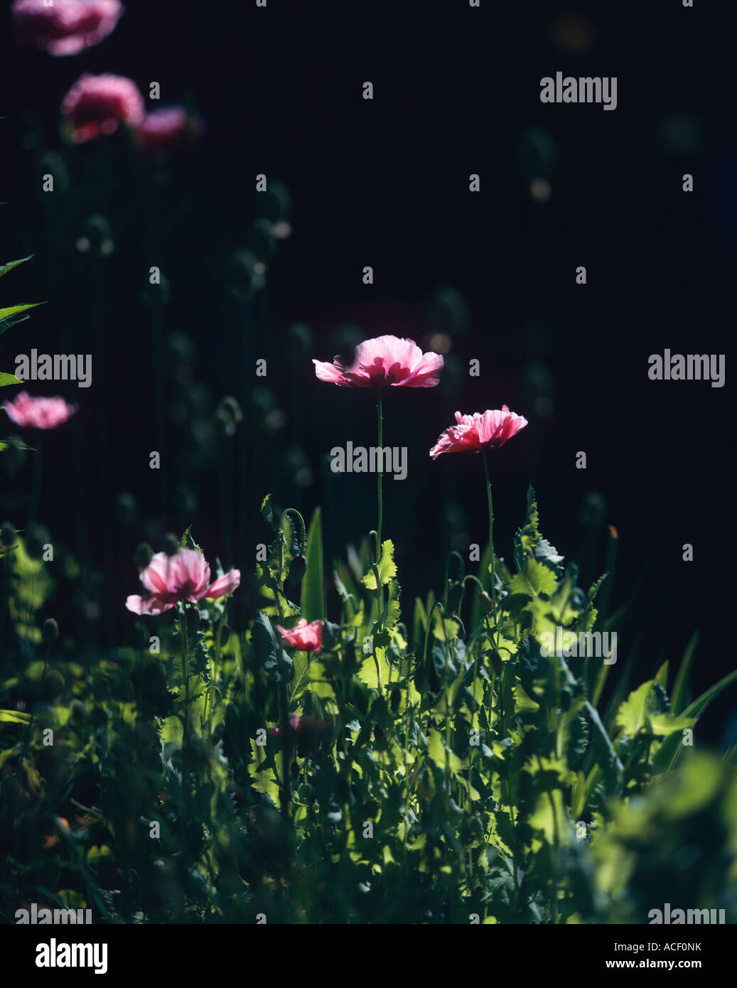 Pink flowers poppies Stock Photo - Alamy