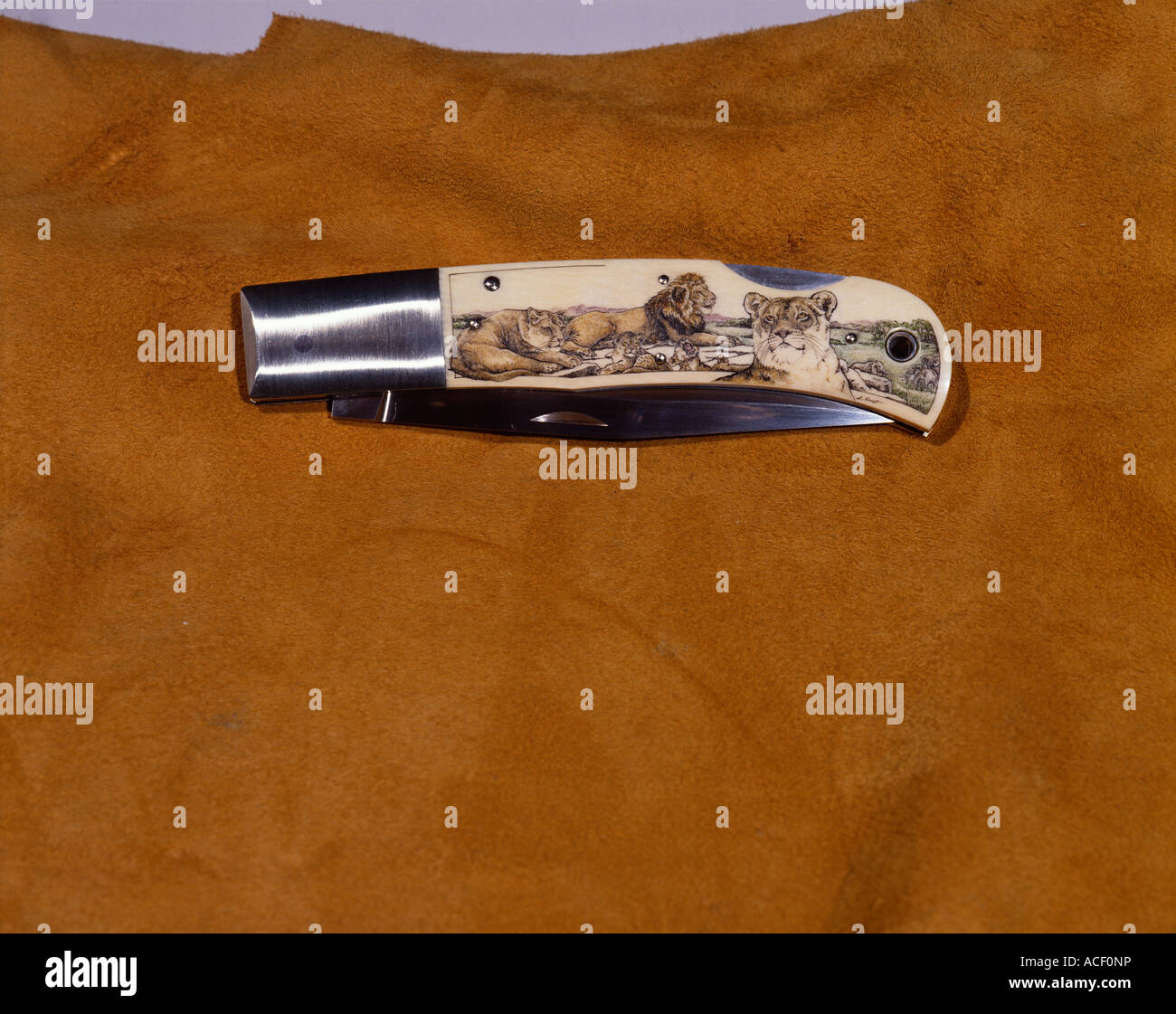 folding jackknife Lion art Stock Photo Alamy