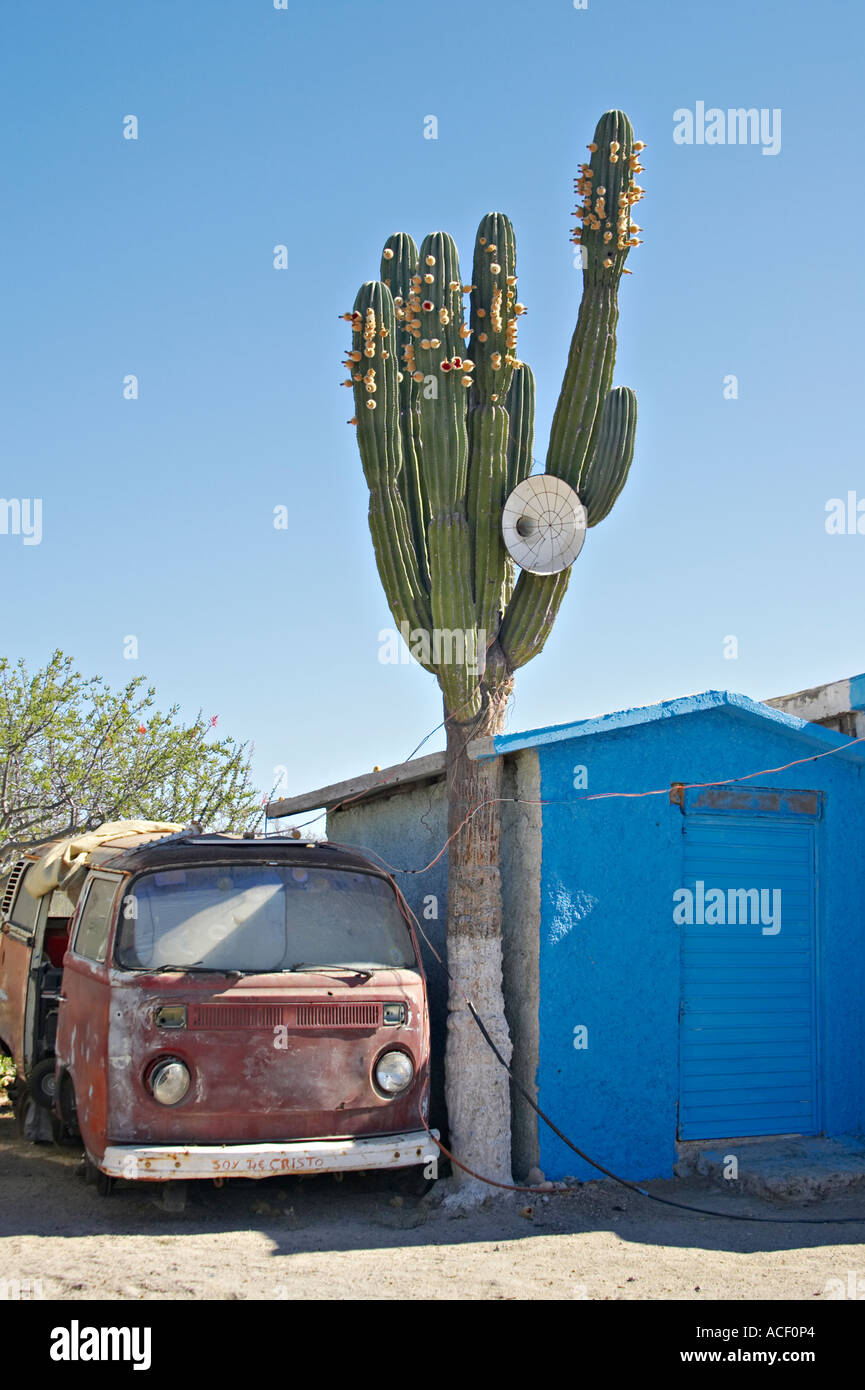 MEXICO La Paz Old VW bus parked next to saguaro cactus with large light  between arms blue stucco building Stock Photo - Alamy