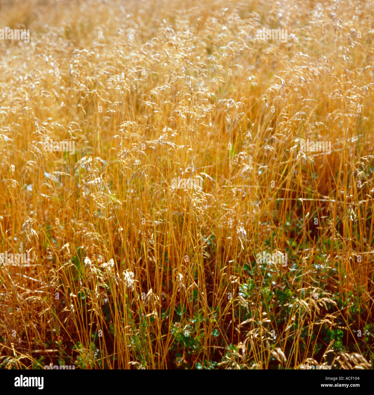 Dried grasses Stock Photo