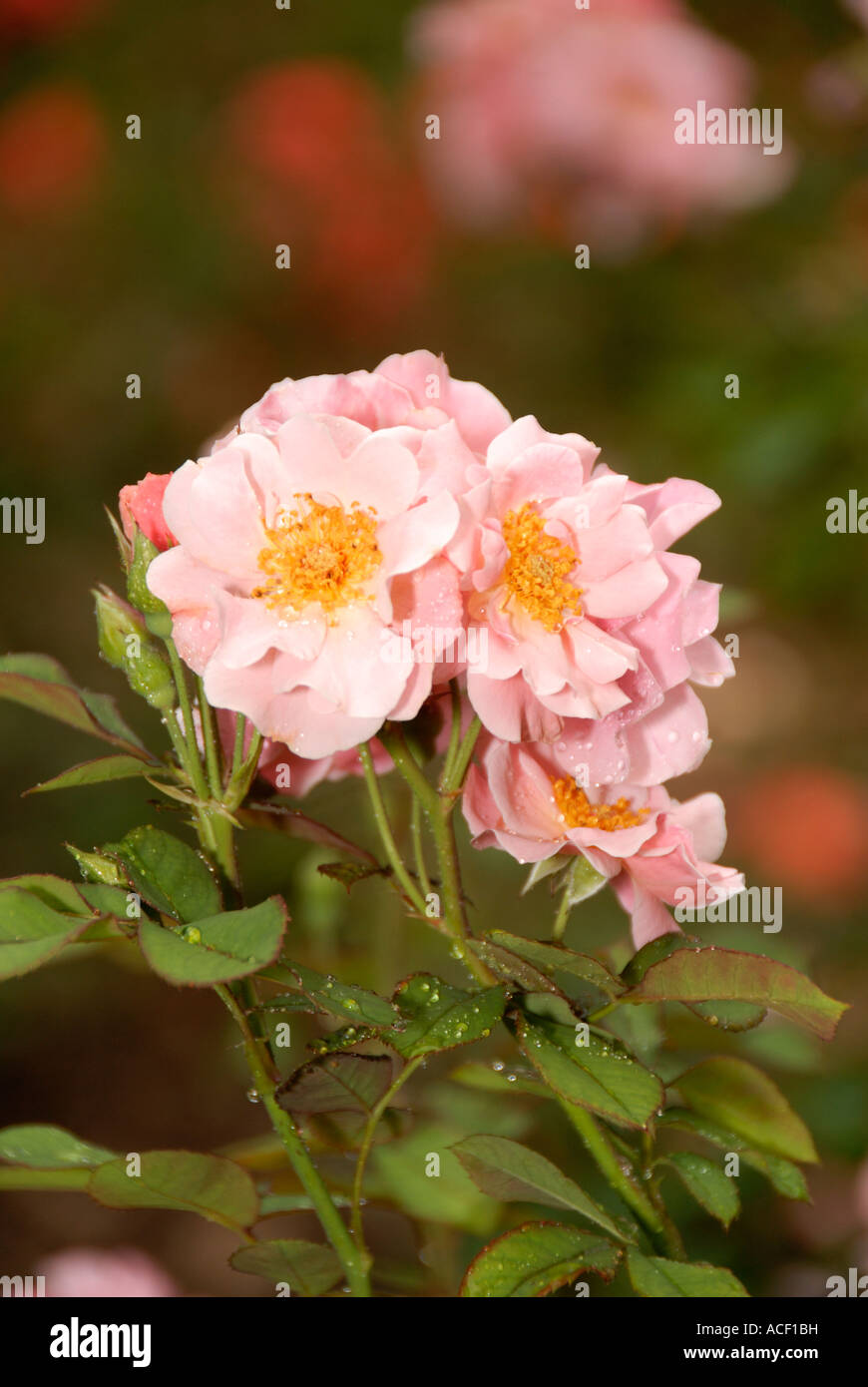 Clair Matin Rose Stock Photo