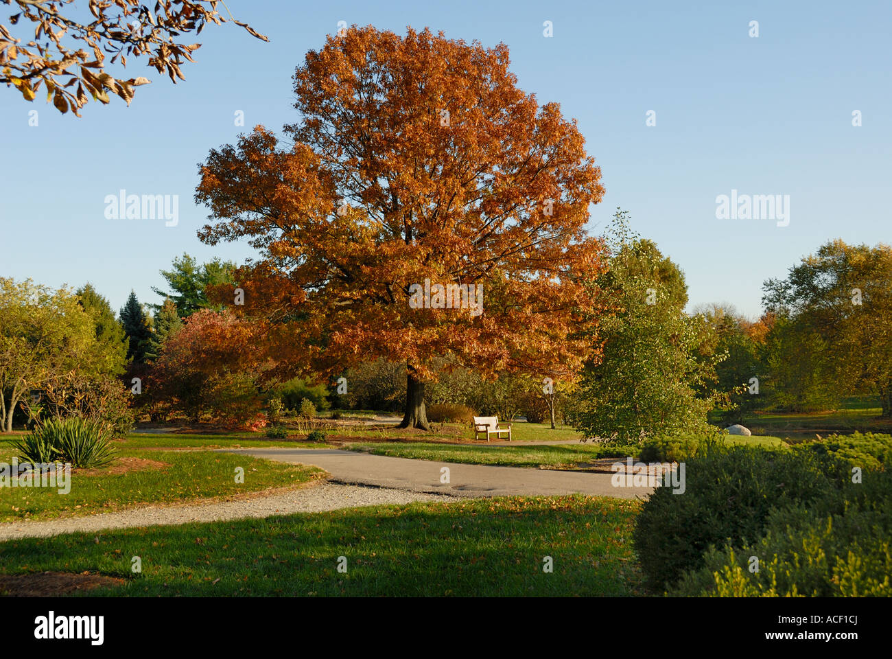 Fall Tree against blue sky Stock Photo - Alamy