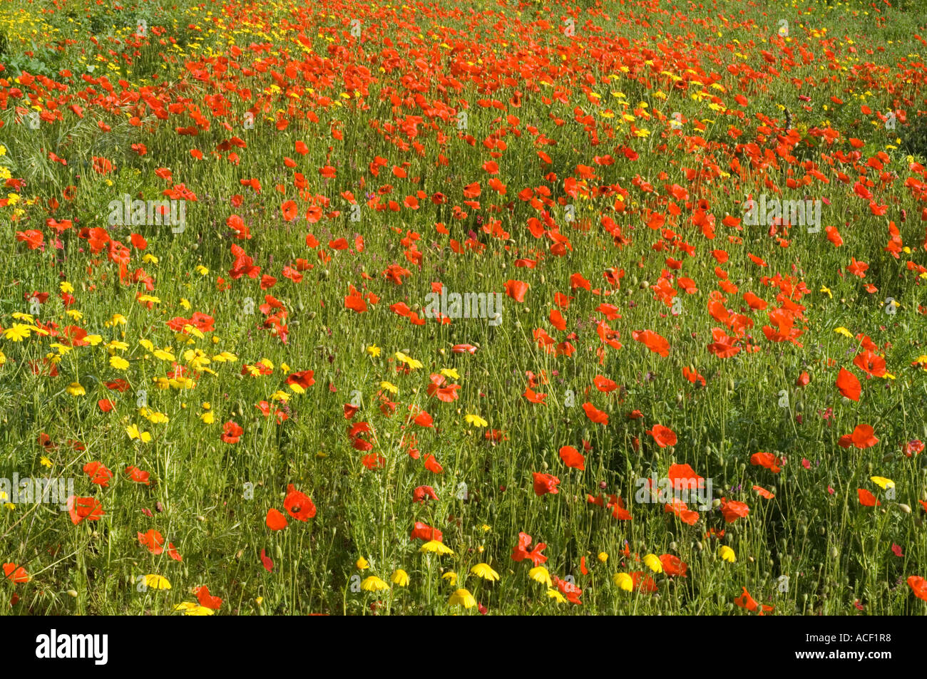 Flowering meadow with poppies and crown daisy,  Chrysanthemum coronarium, Ziyamet village, Northern  Cyprus,  Mediterranean, Stock Photo