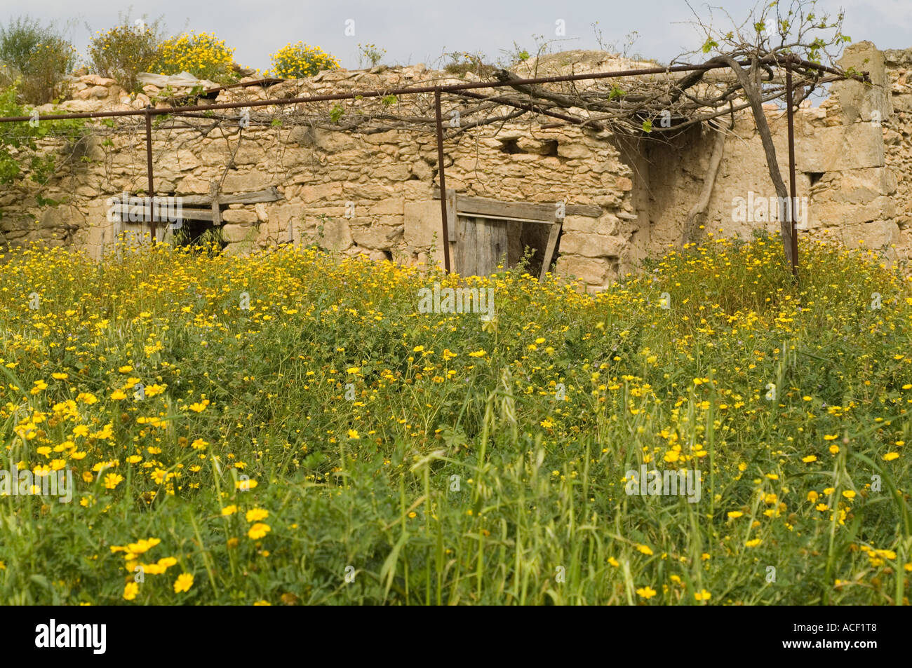 Outbuildings with flowering meadow on front of it, Northern Cyprus, Mediterranean, Europe Stock Photo