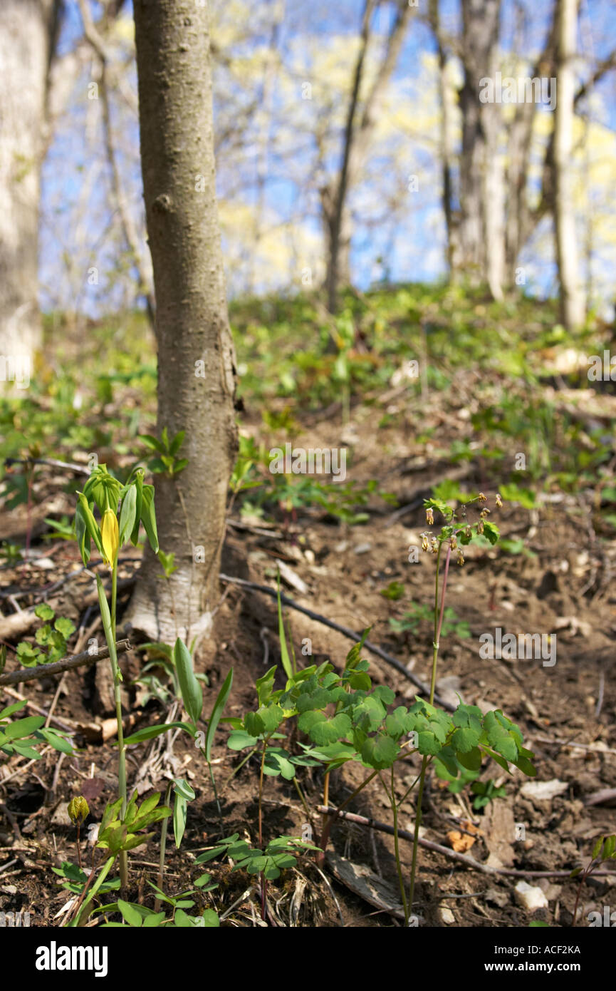 PRESERVES Ft Sheridan Illinois Springtime in ravines near Lake Michigan wildflowers on steep slopes early meadow rue Stock Photo