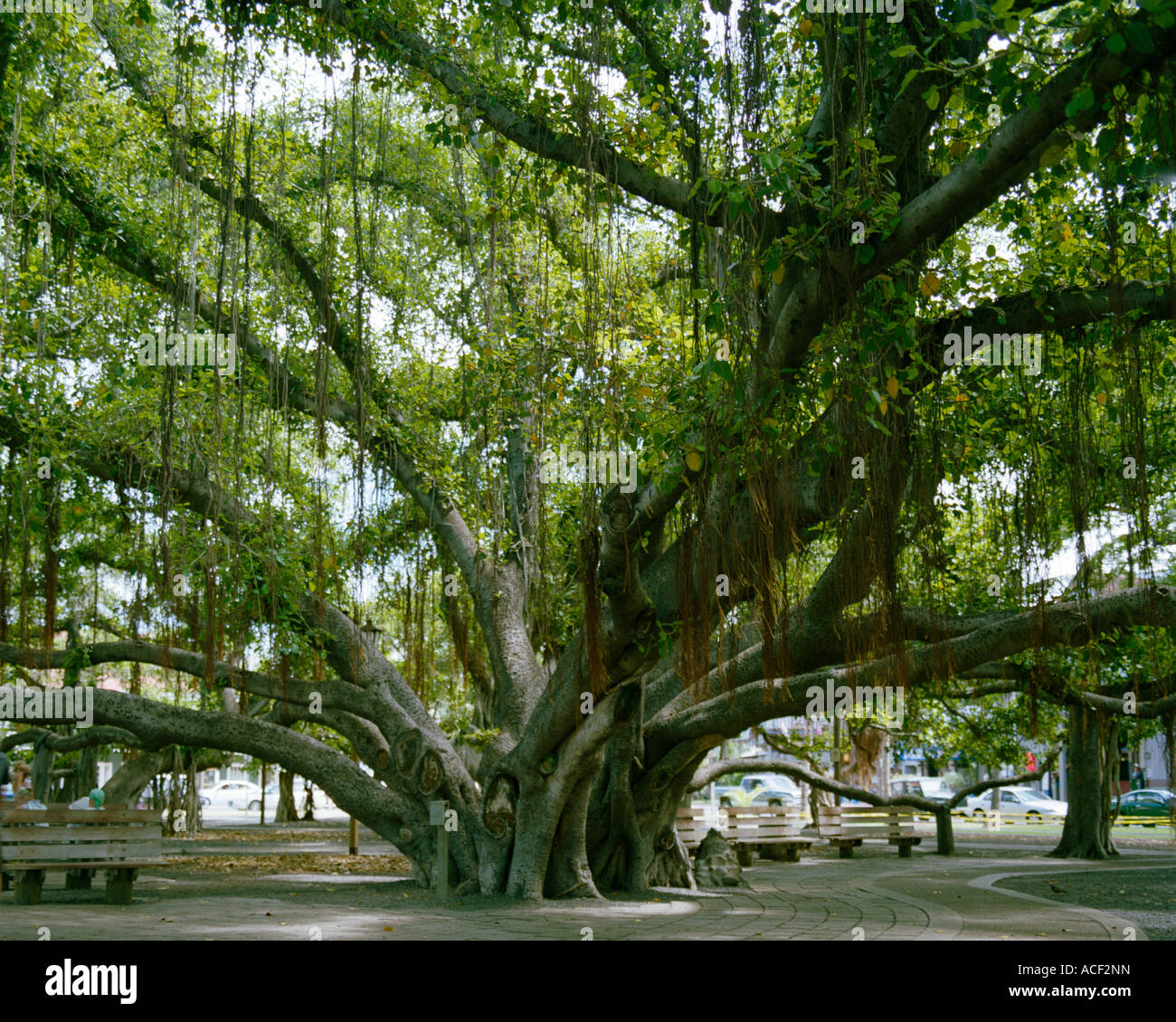 The Old Banyan Tree Lahaina Maui Hawaii Stock Photo Alamy
