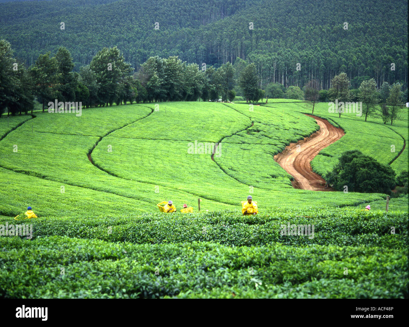 Workers tending to tea hedges on a tea plantation near Tzaneen, Limpopo