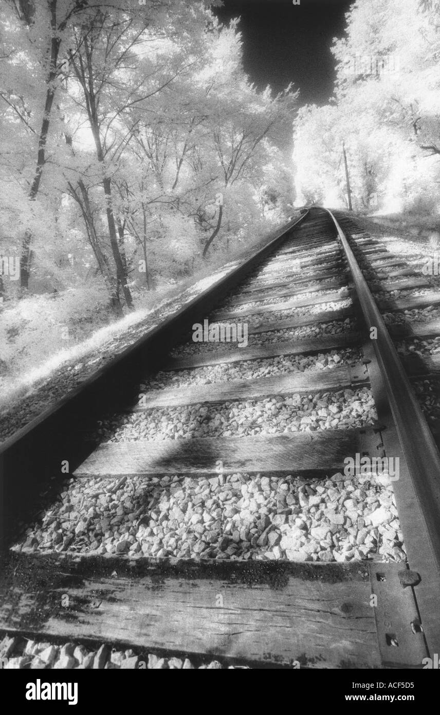 Abandoned railroad tracks pass through forest Cuyahoga Valley National