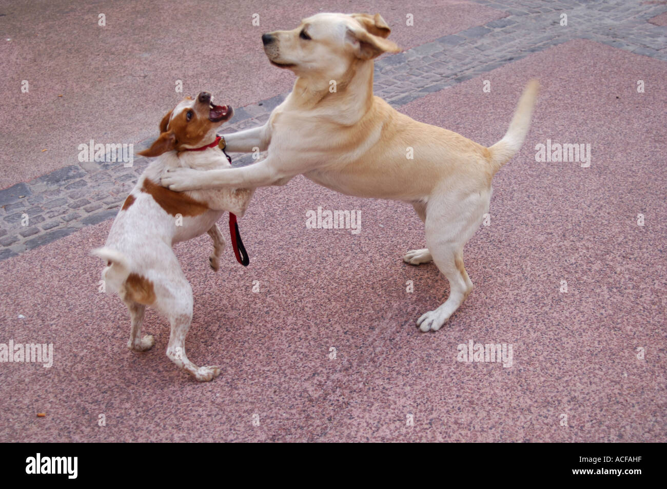 Dogs playing together in France Stock Photo Alamy