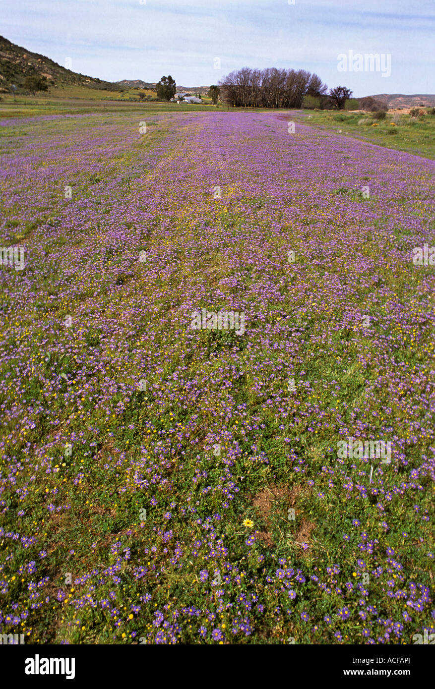 Field of Felicia daisies with farmhouse in background, near Kamieskroon Namaqualand, north-western Cape; South Africa Stock Photo